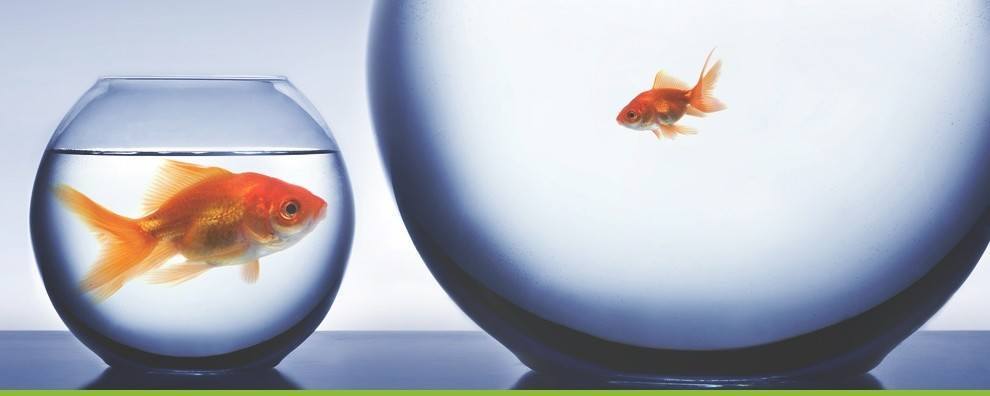 organization outgrown you